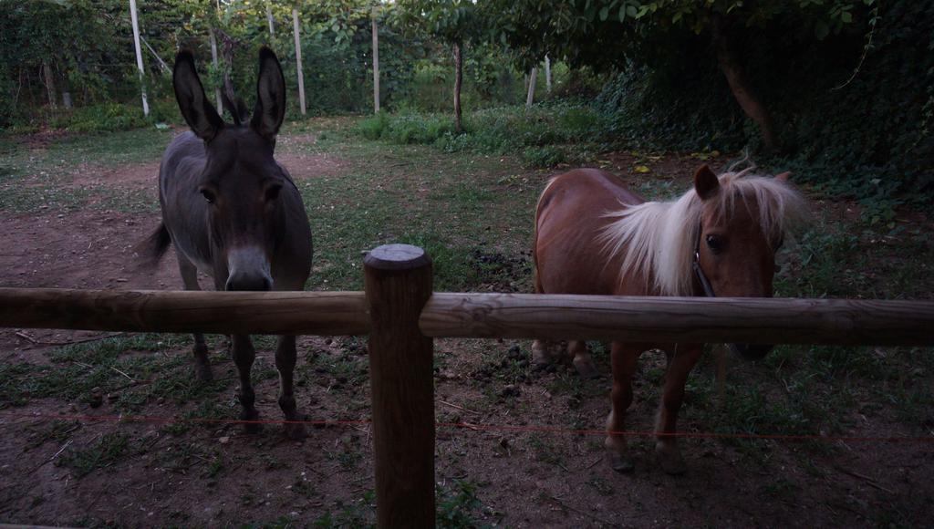 Agriturismo Fior Di Pesco Hotel Sommacampagna Buitenkant foto